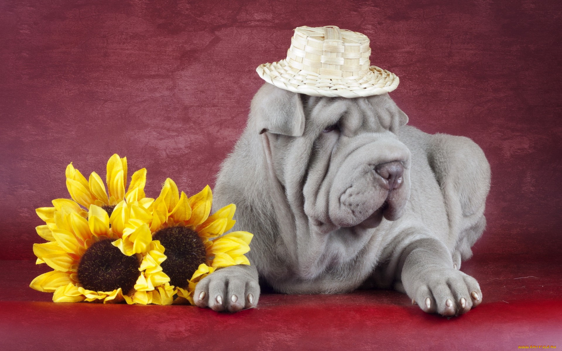 , , shar, pei